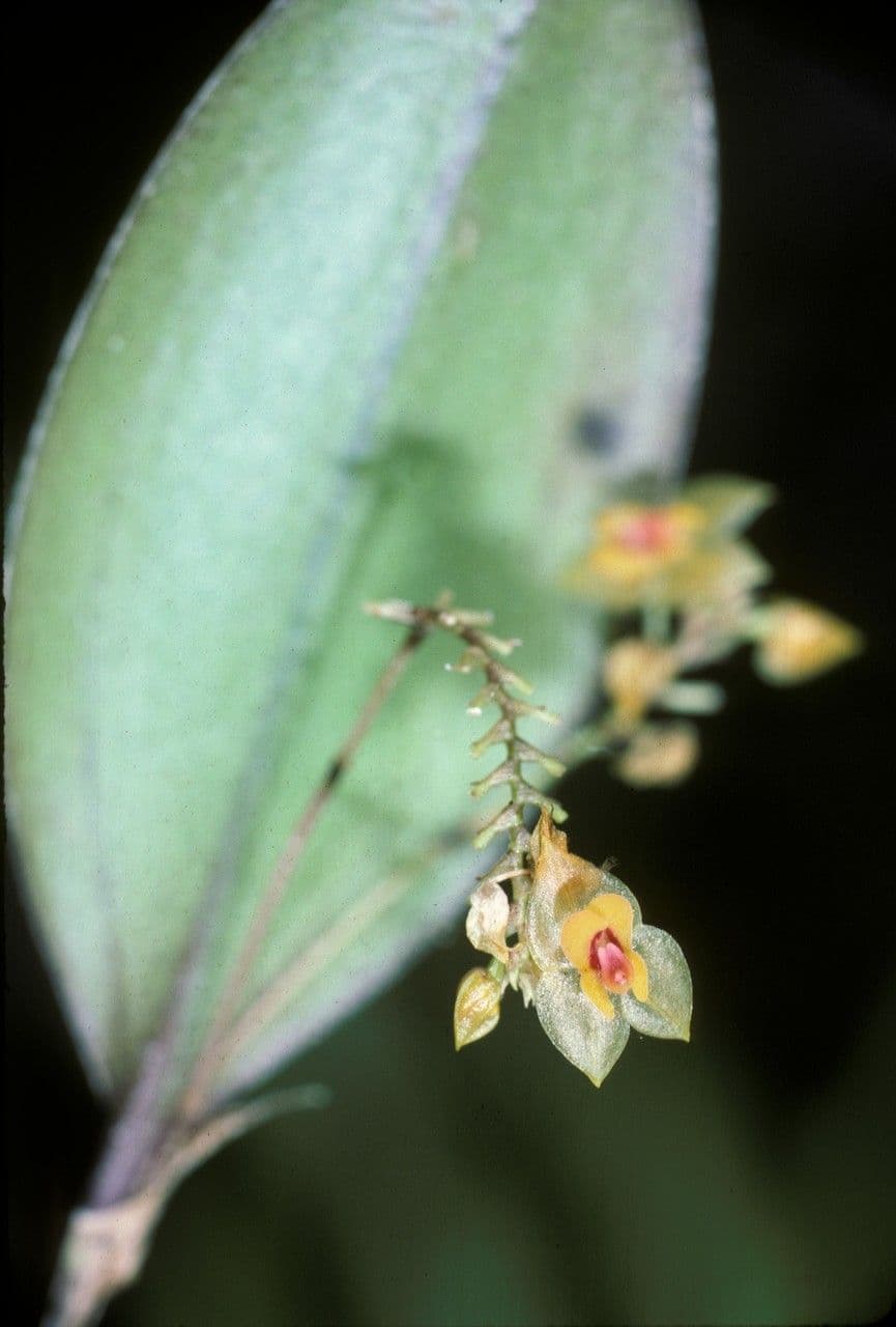 Lepanthes