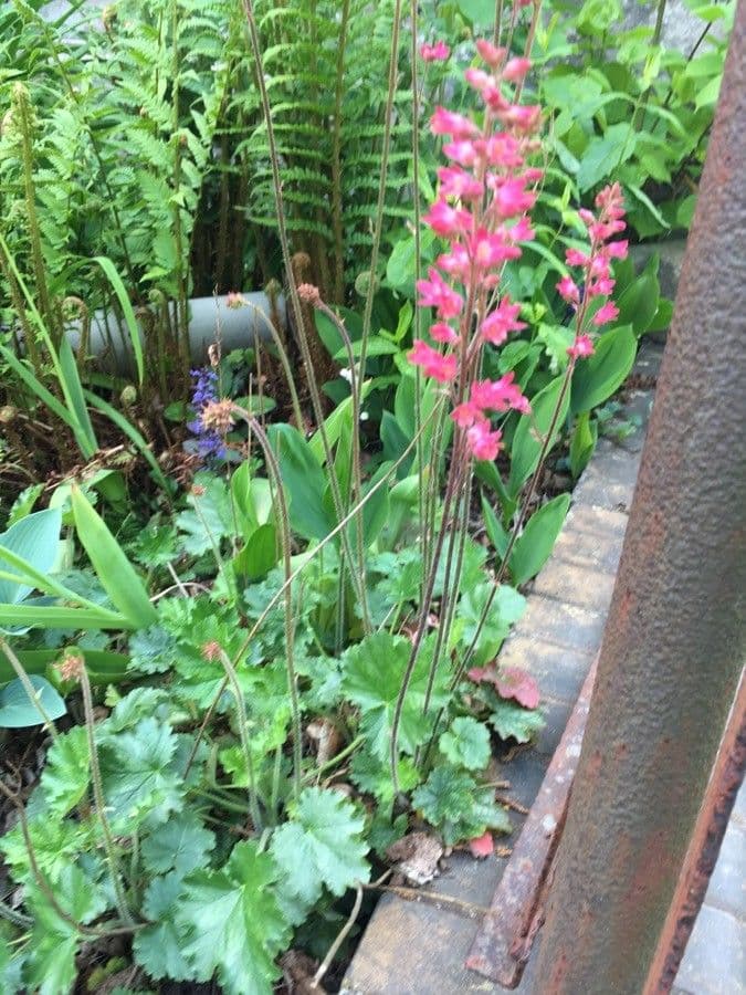 Heuchera 15