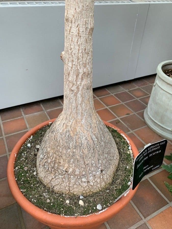 Ponytail palm 5