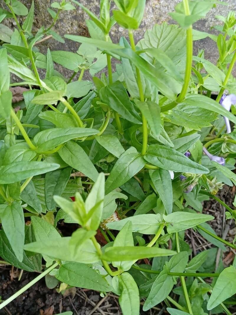 Scutellaria hastata 12