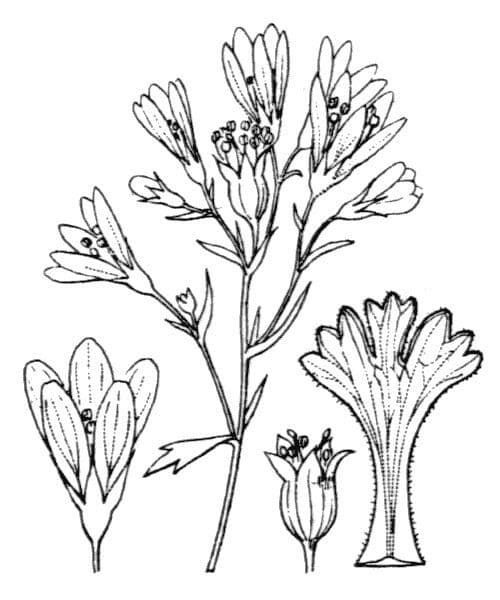 Steinbrech 18