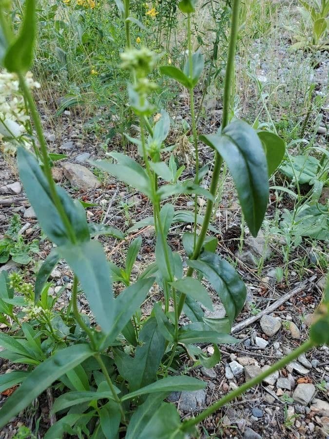 Penstemon 9