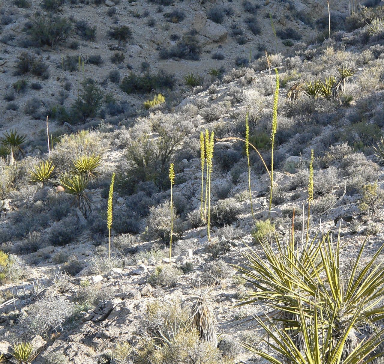 Utah-Agave 13