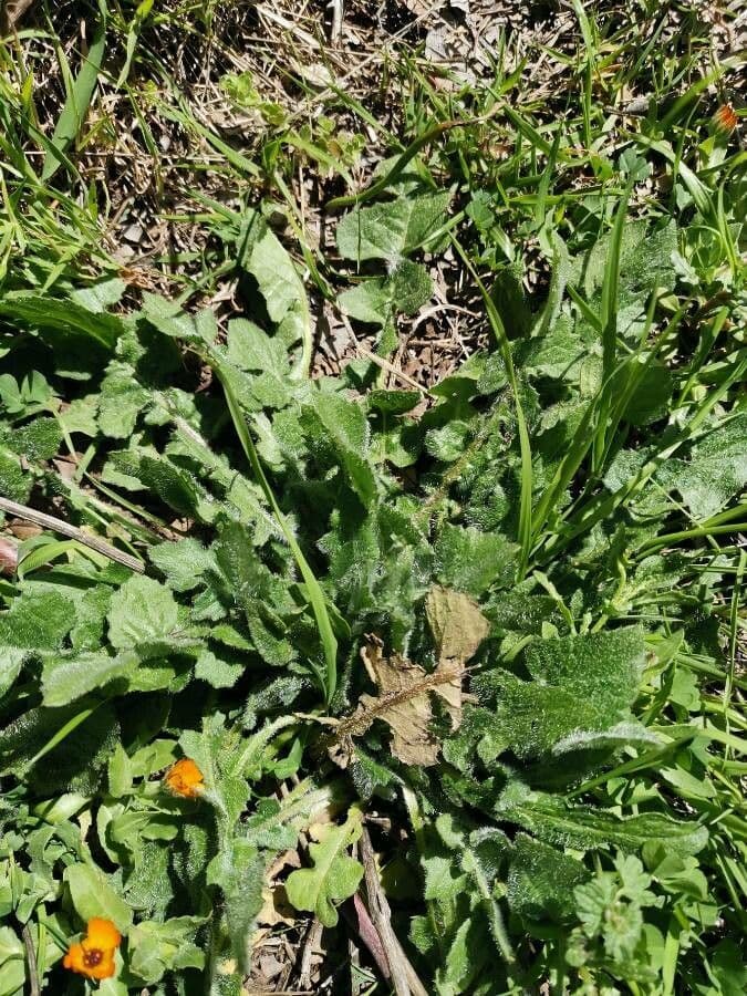 Kapringelblume 18