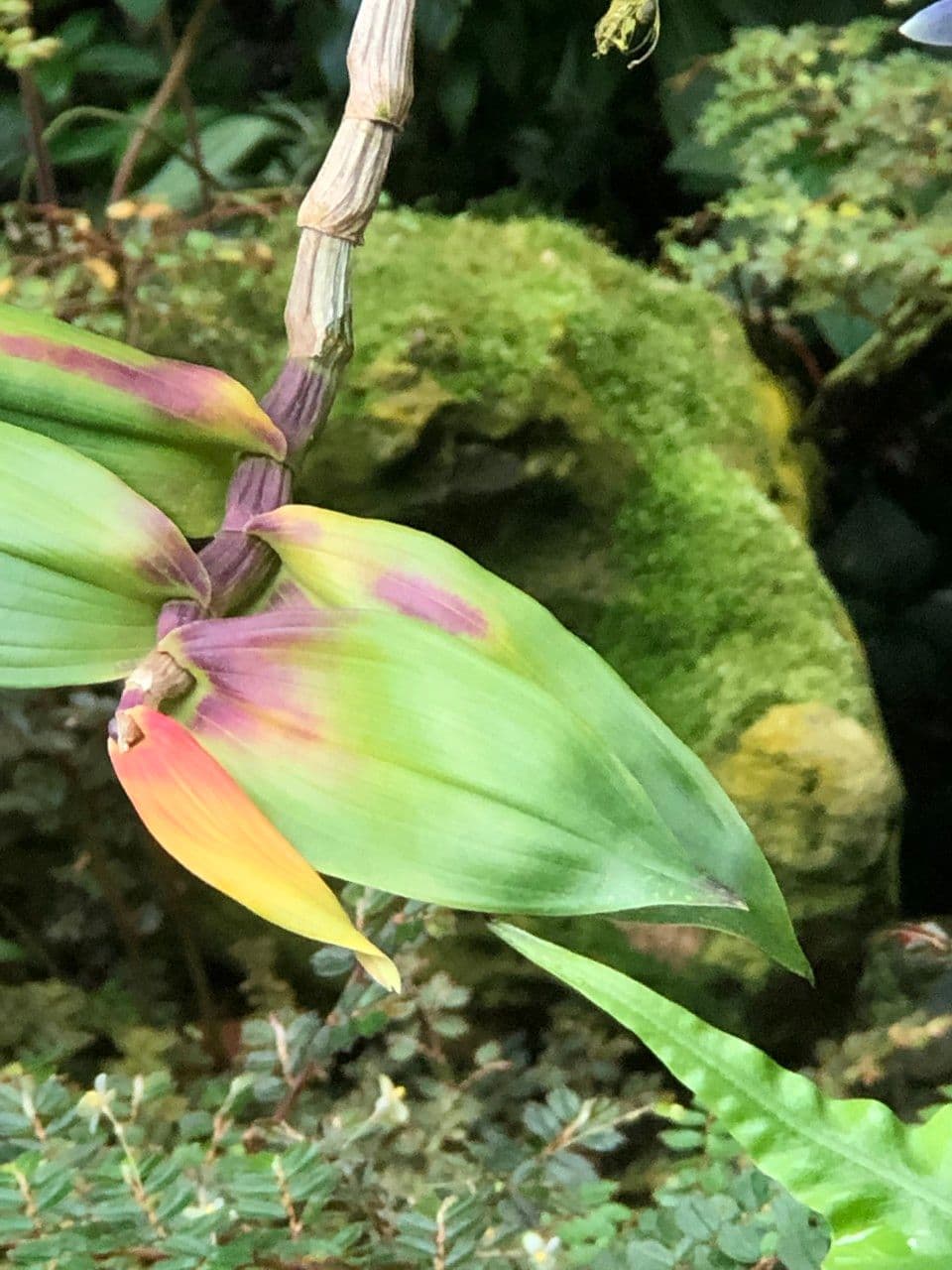 Dendrobium victoriae-reginae 2