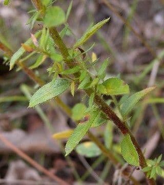 Lechea minore 2