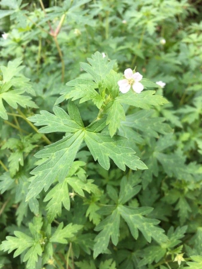 Geranium sibiricum 25