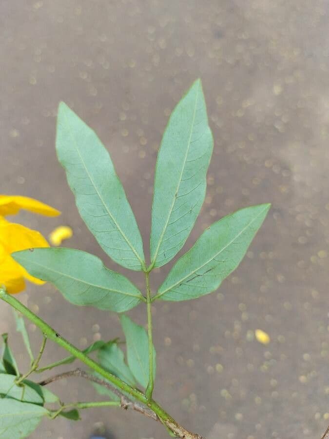Senna 10