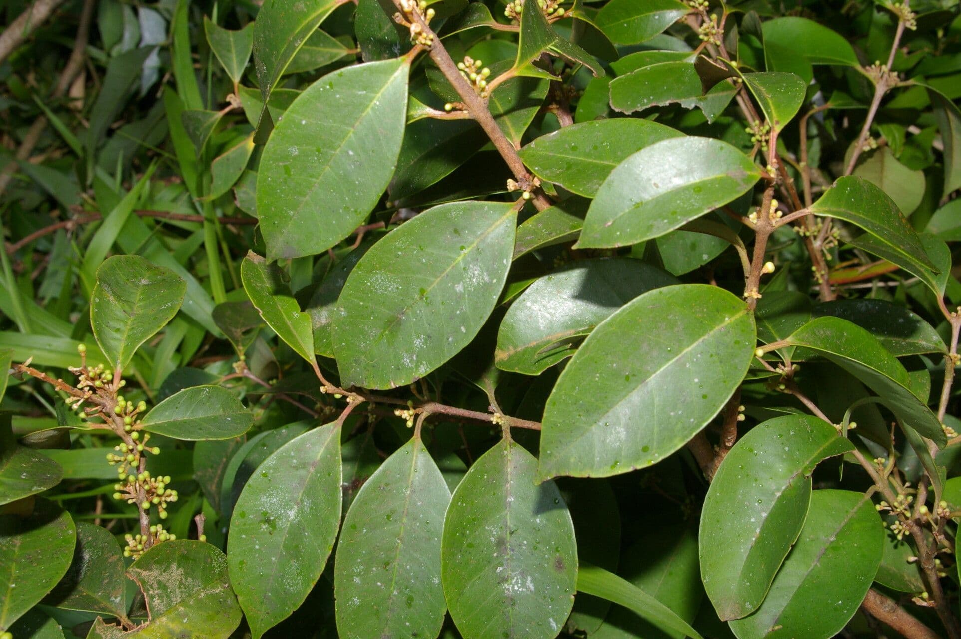Eugenia 11