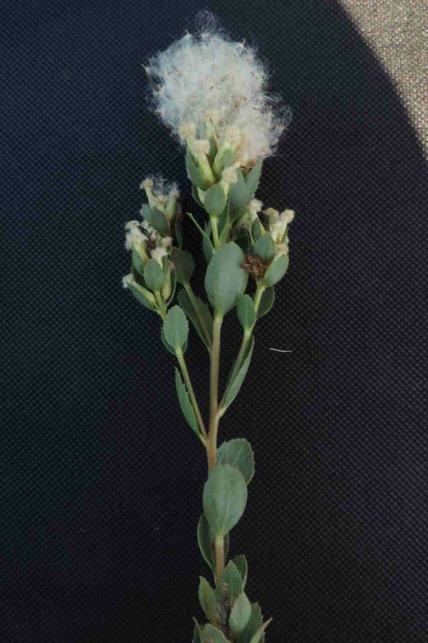 Baccharis 2