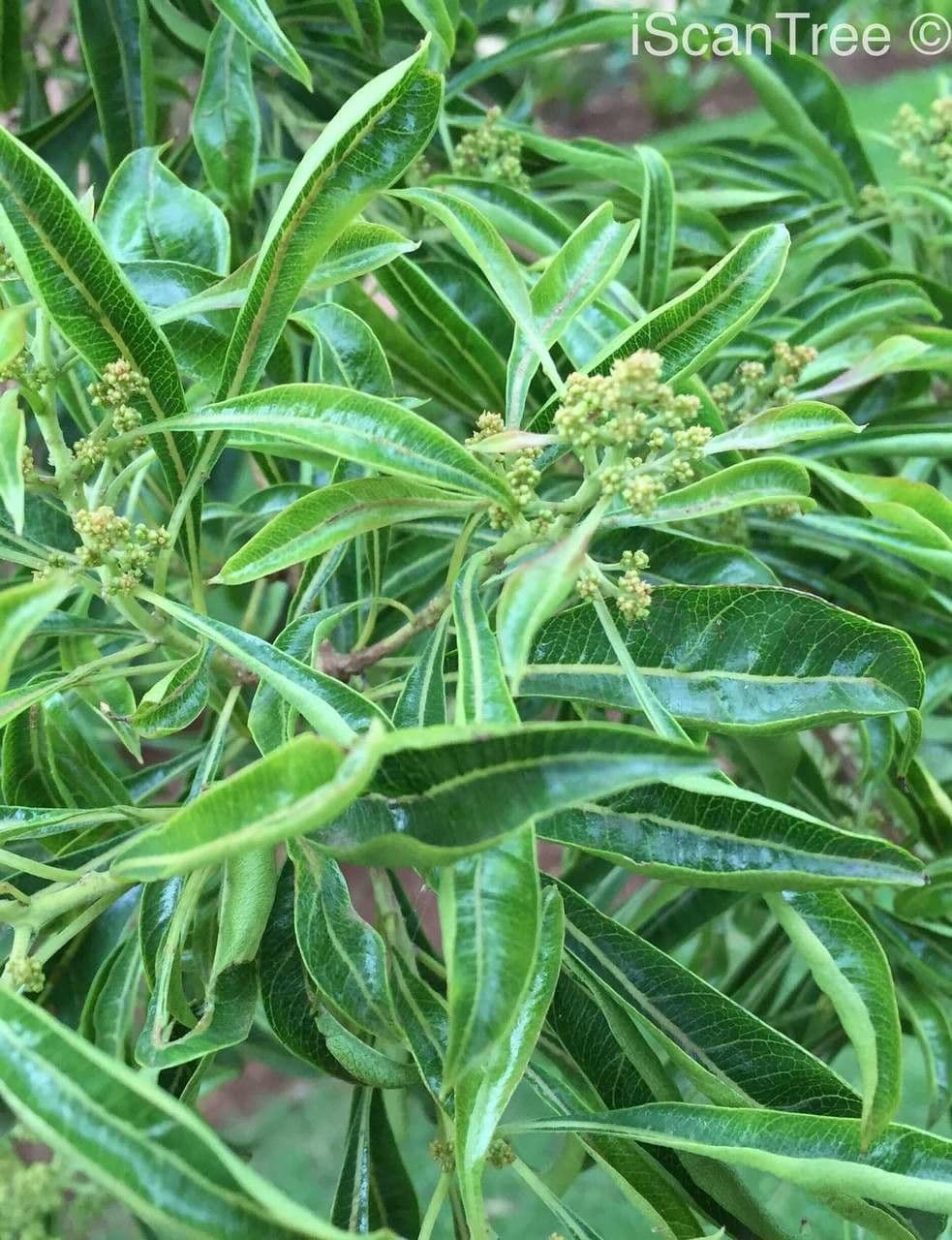 Heteropyxis 9