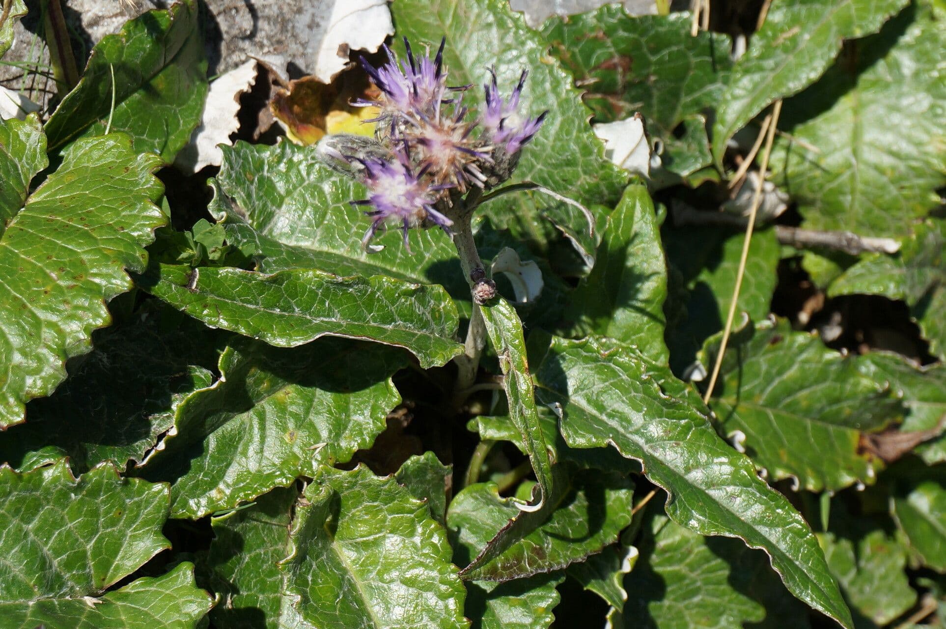 Saussurea discolor 17
