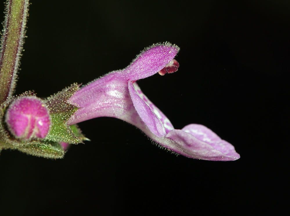 Stachys bullata