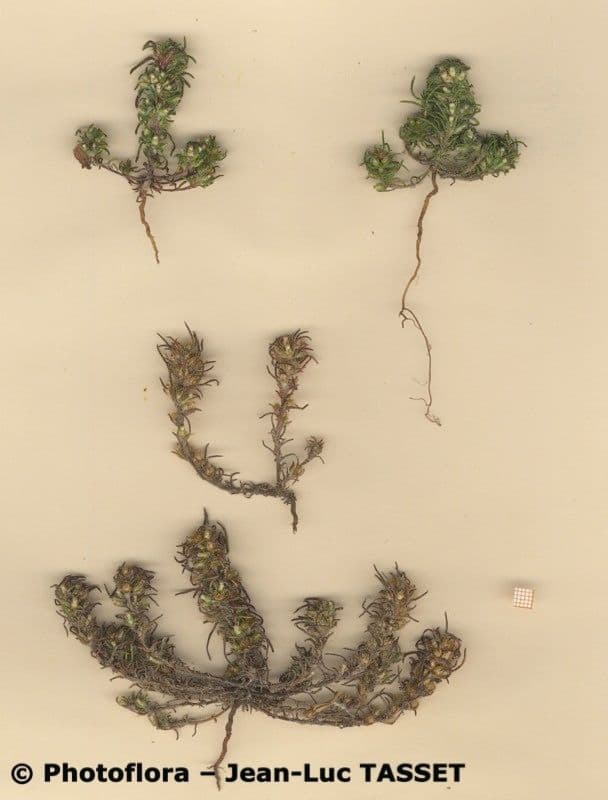 Ifloga spicata 4