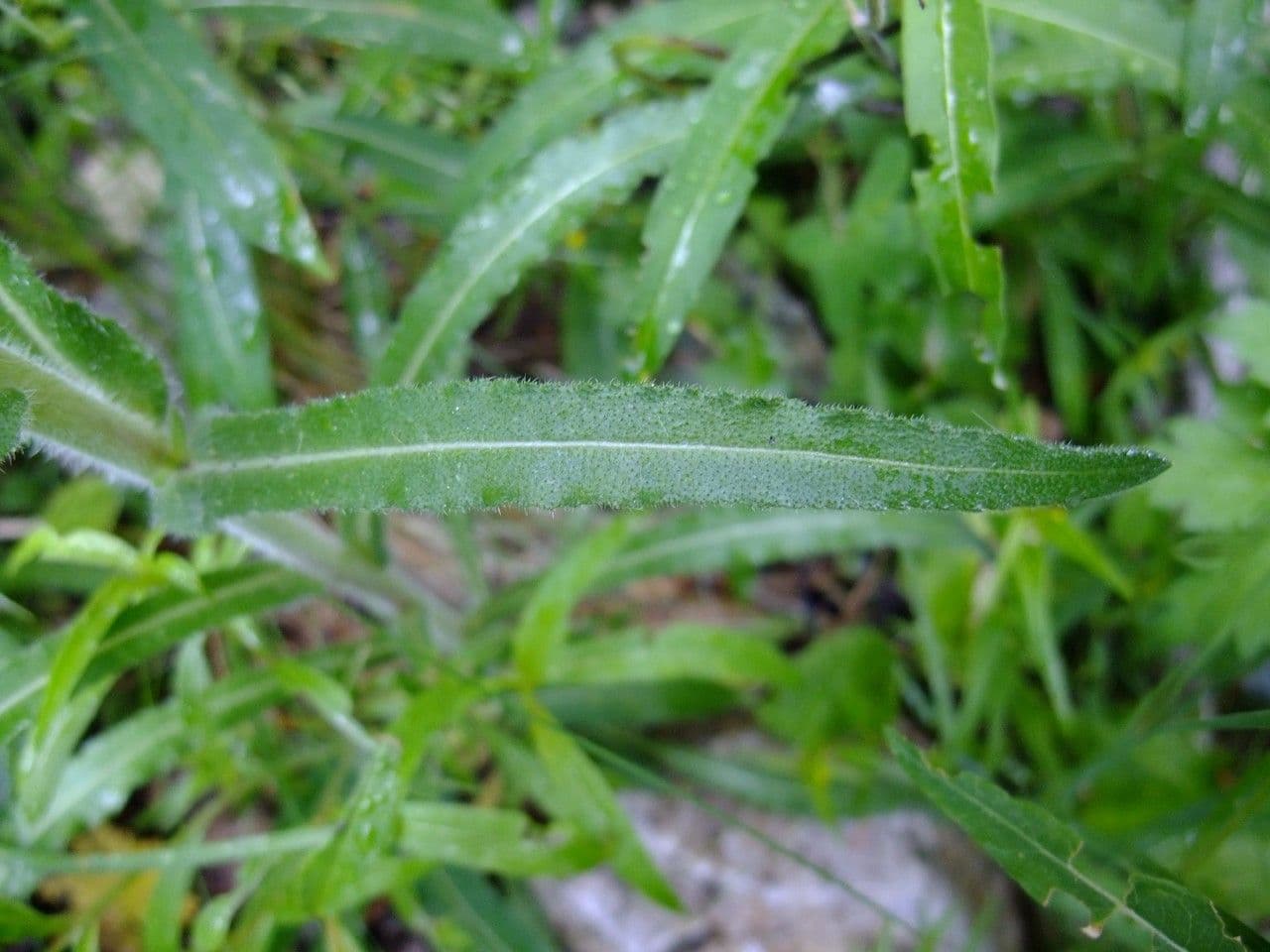 Campanula spigata 13
