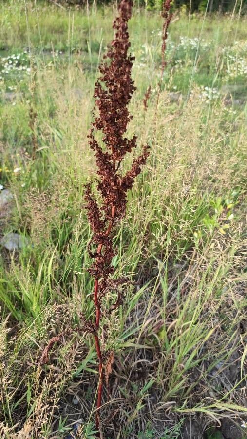 Rumex pseudonatronatus 3