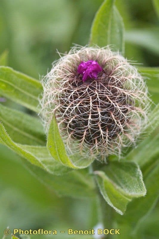 Centaurea nervée 28