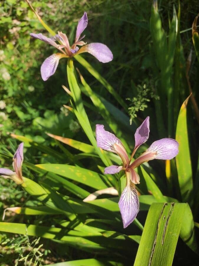 Iris fétide 7