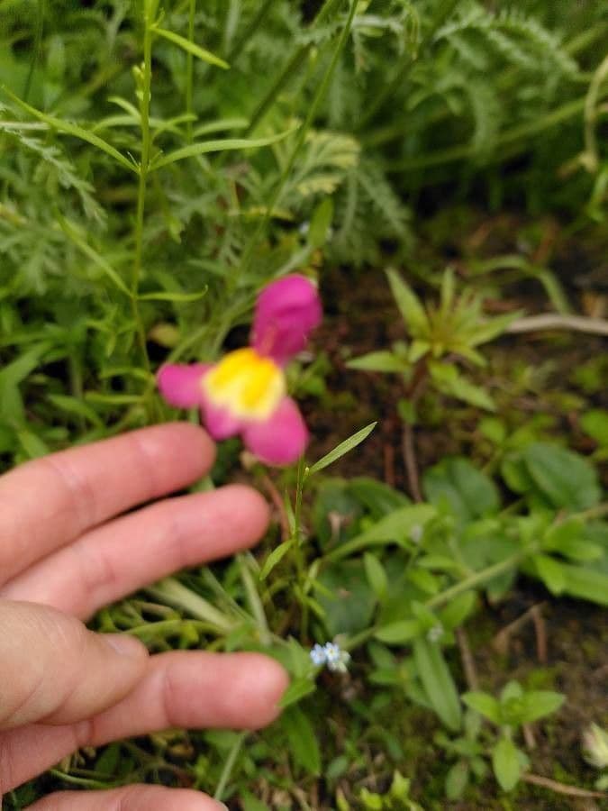 Linaria marocchina 7