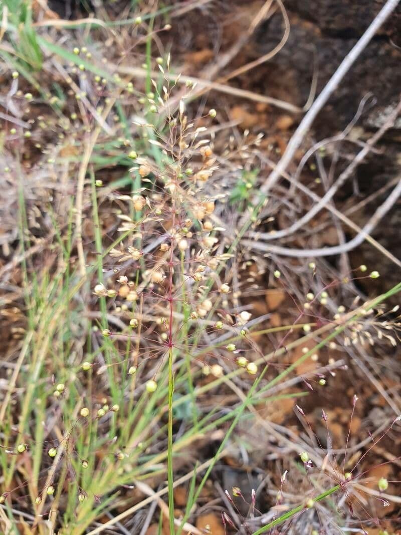 Sporobolus