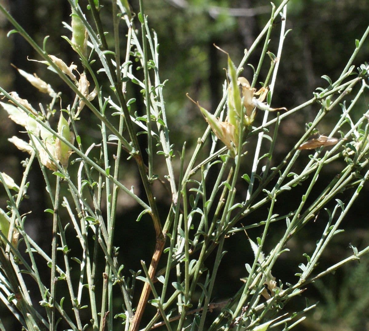 Ginestra cenerina 30