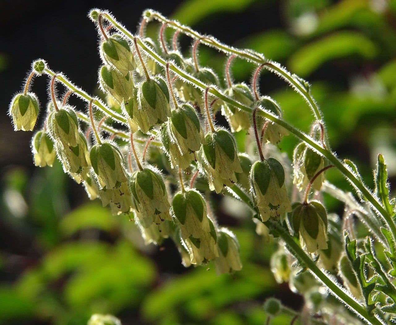 Emmenanthe penduliflora 7