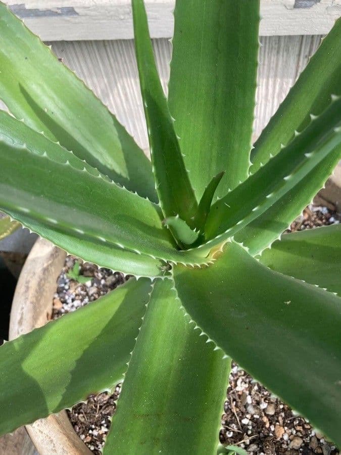Aloe 5