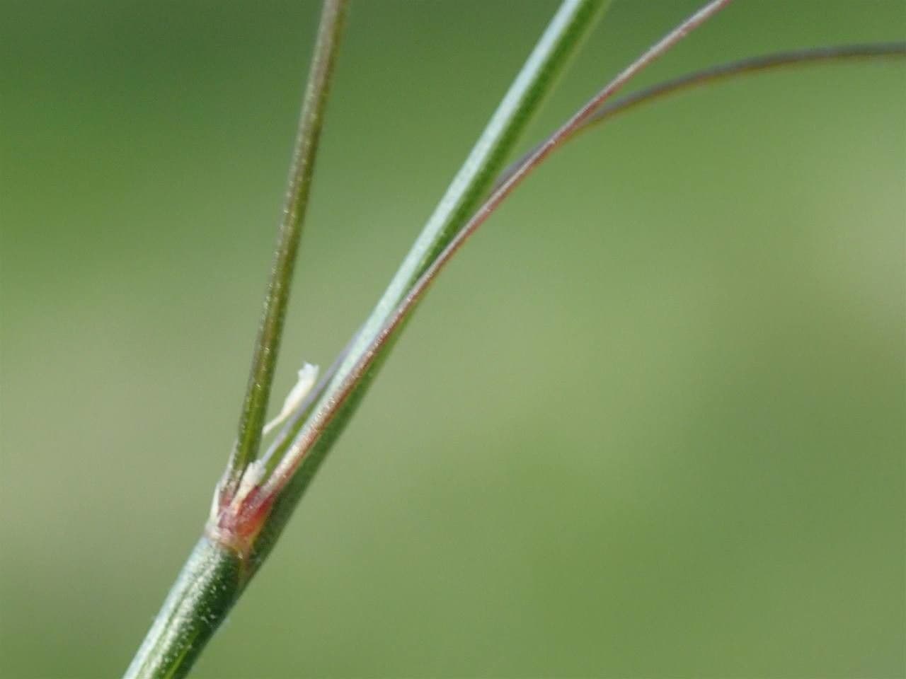 Forasacco mutato 22