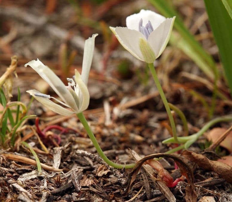 Calochortus