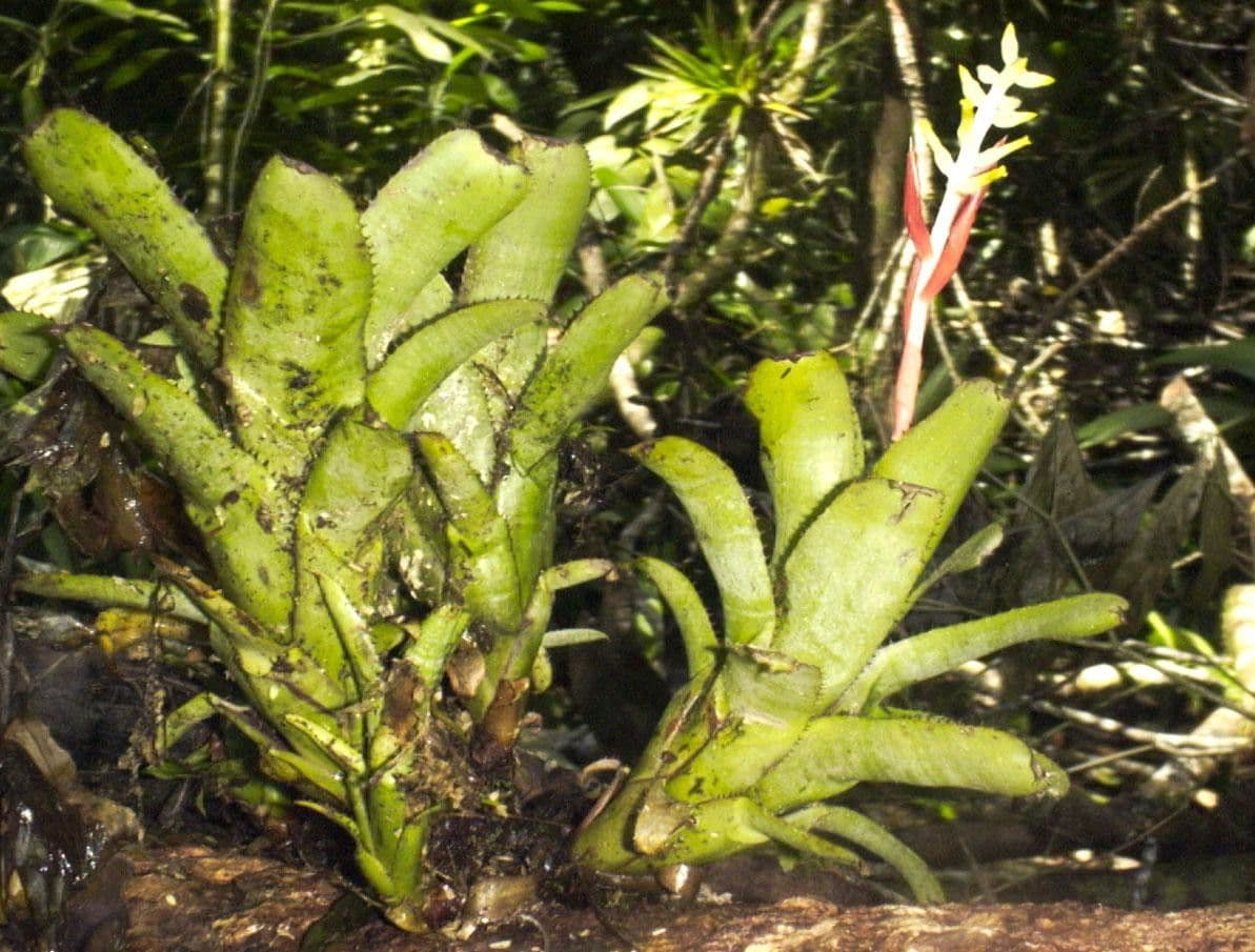 Aechmea nudicaulis 26