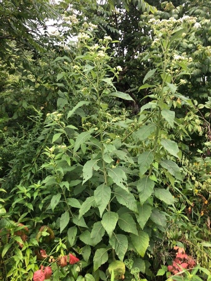 Jungfern-Silberblatt 14