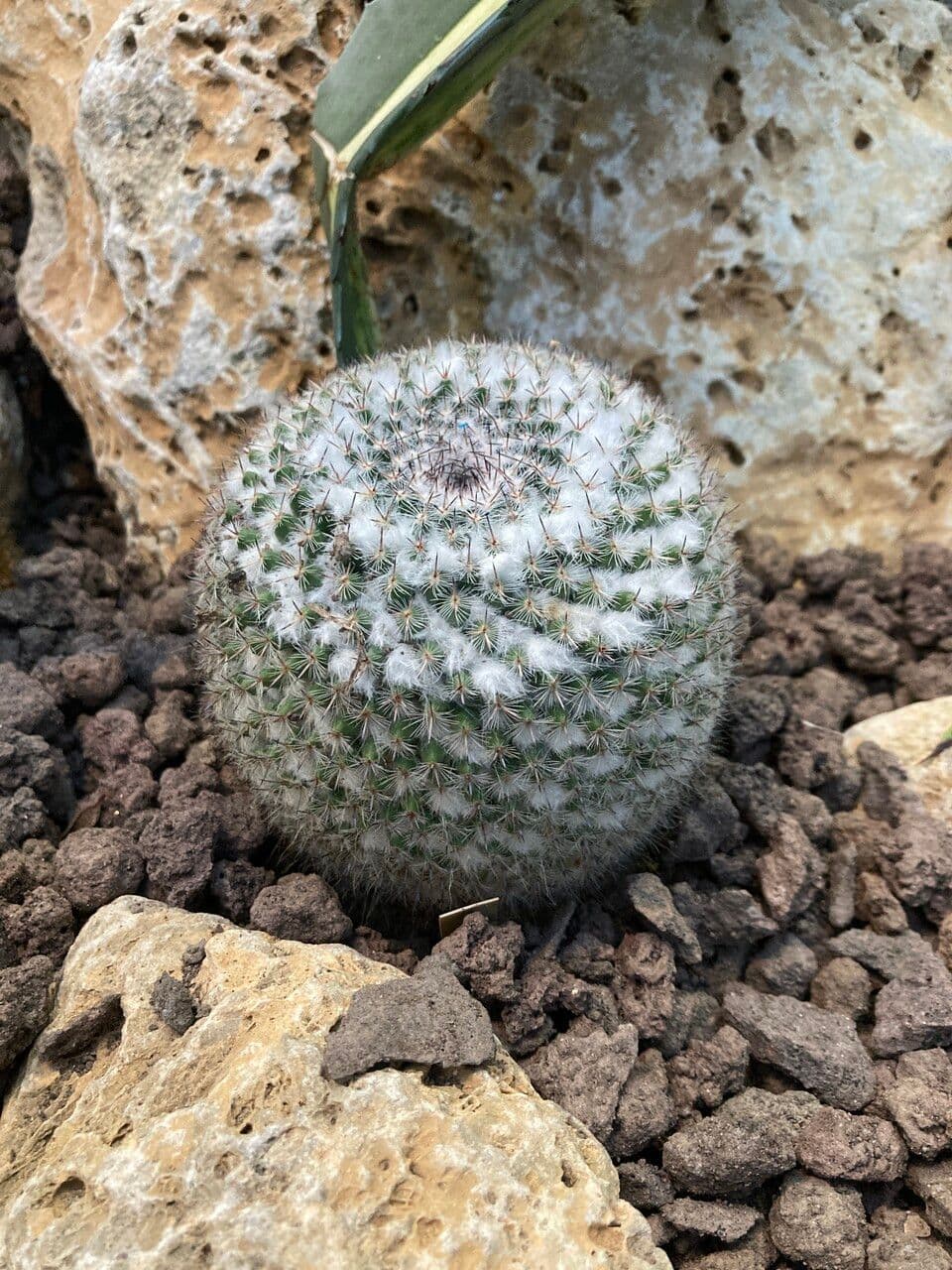 Cactus mammillaria 2