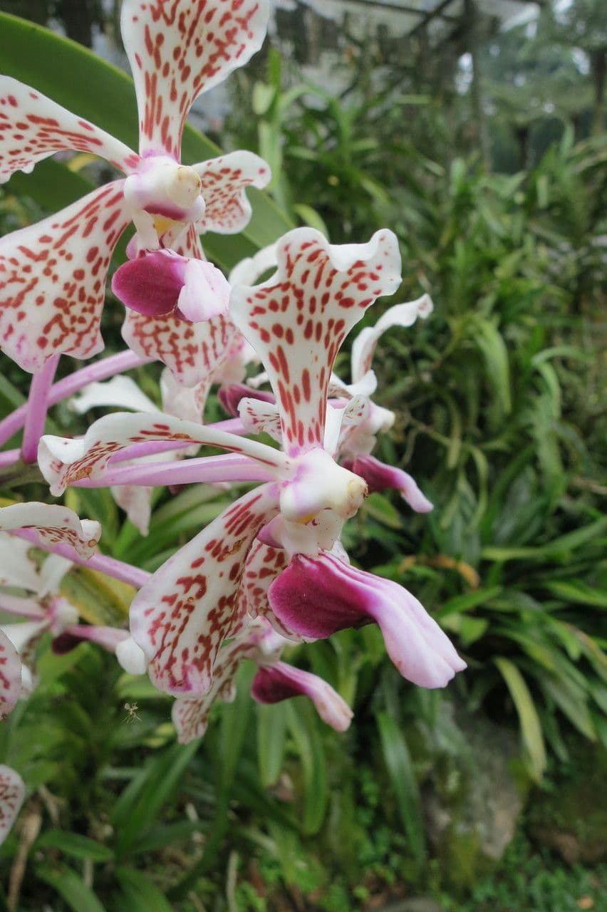 Vanda 5