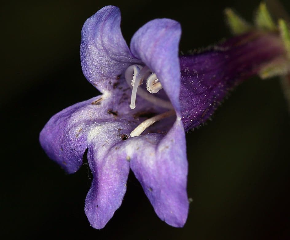 Fadenblättrige Bartblume