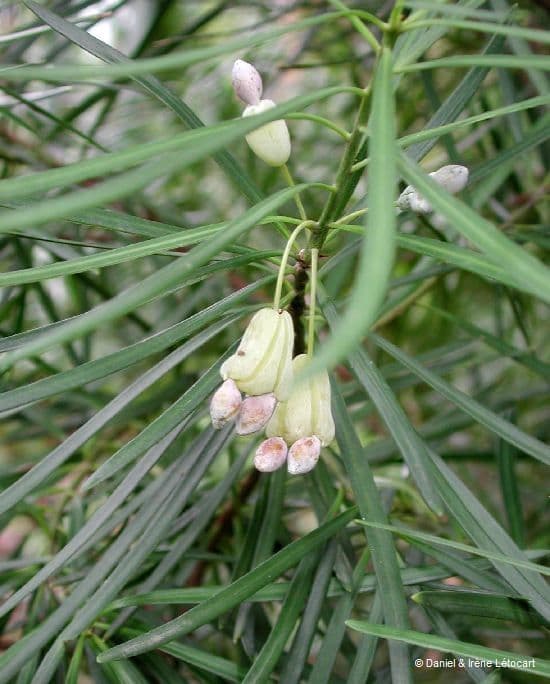 Podocarpus 7