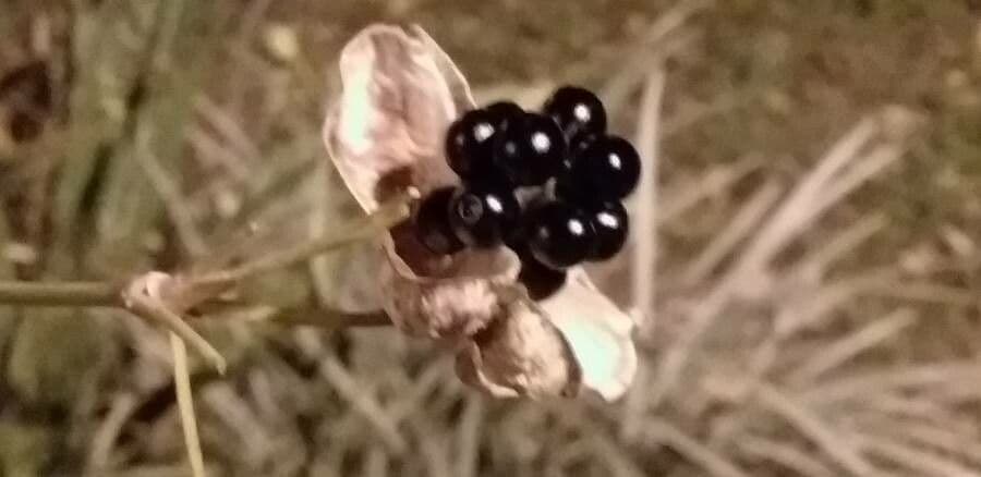 Symphoricarpos occidentalis