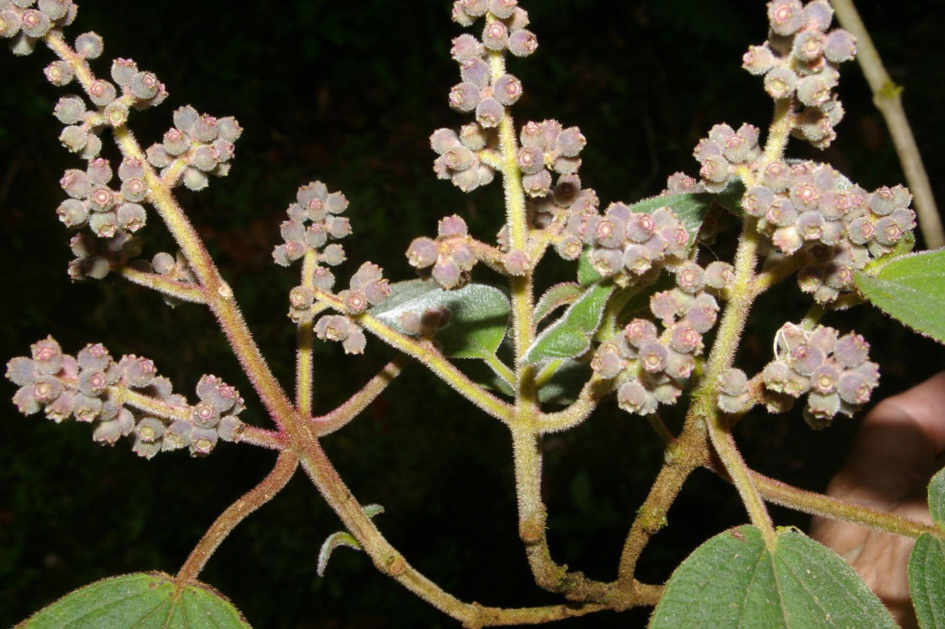 Miconia