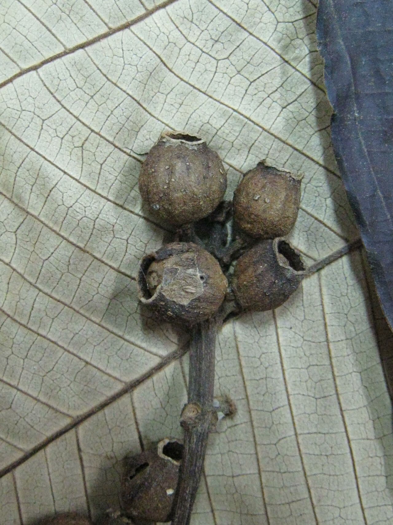 Miconia 5