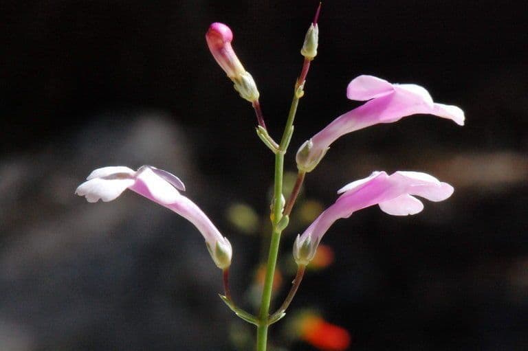 Penstemon 4