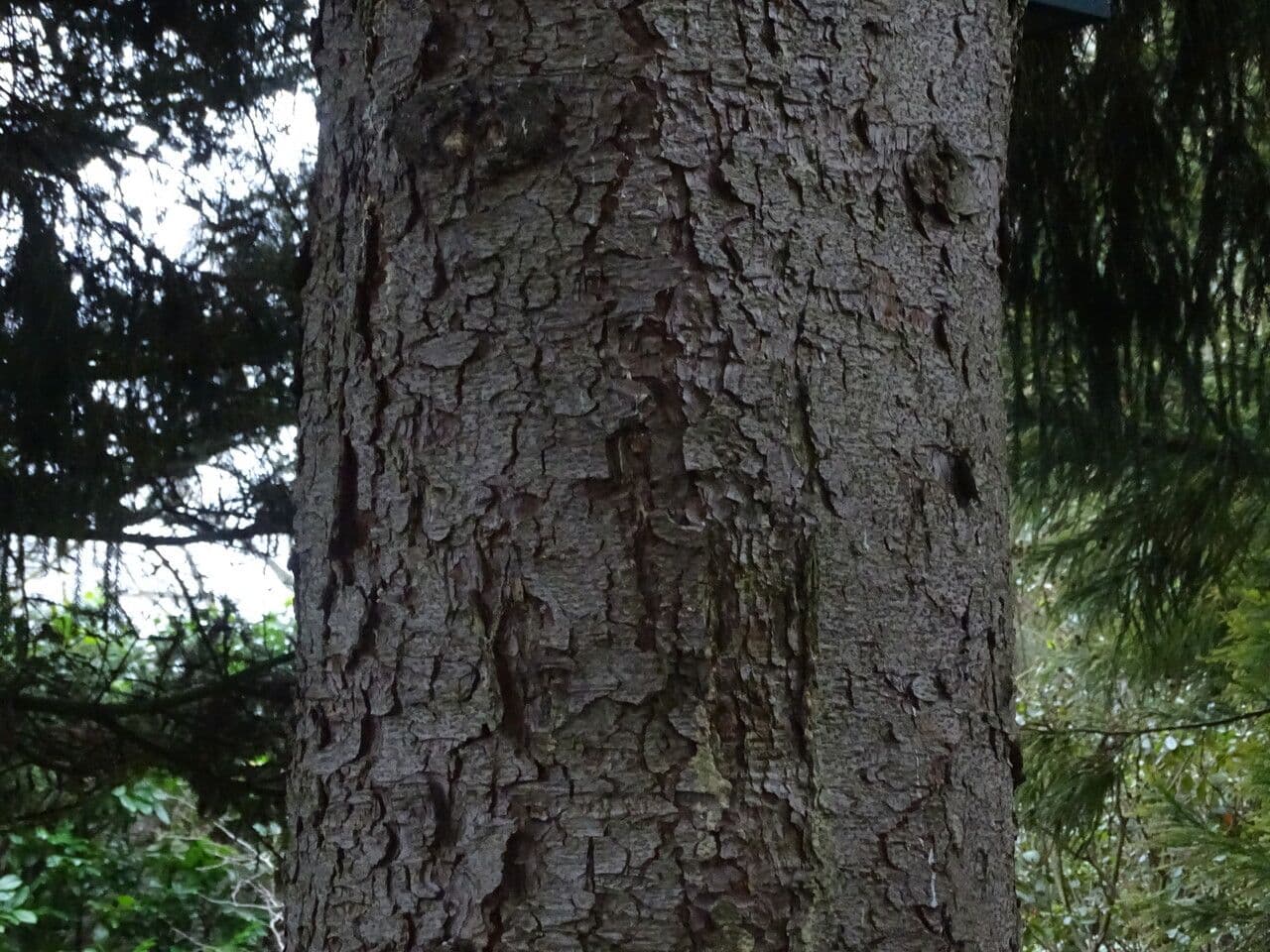 Épicéa du Caucase 22