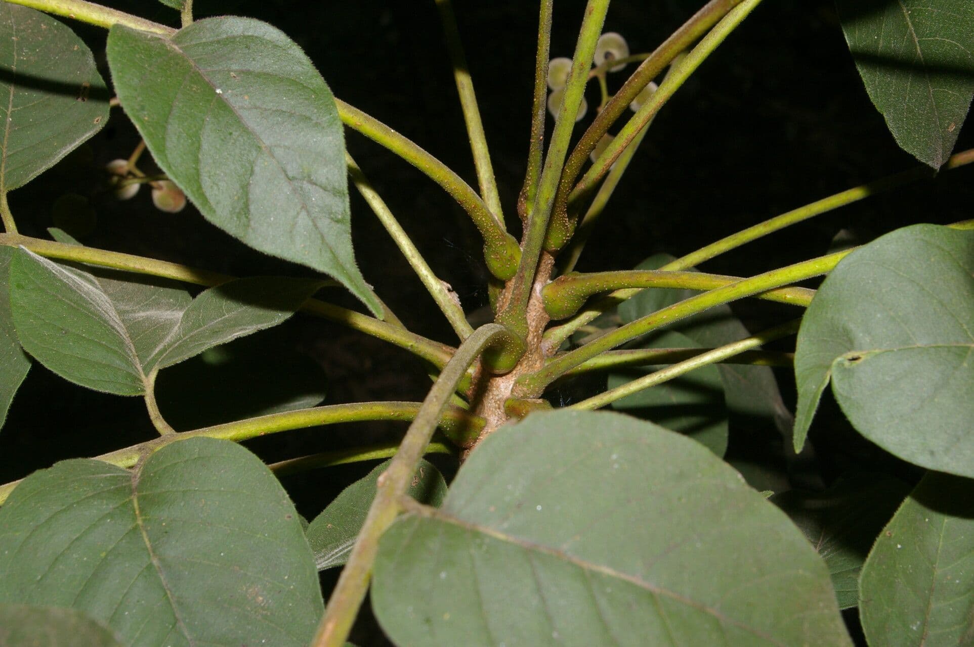 Trichilia americana 17