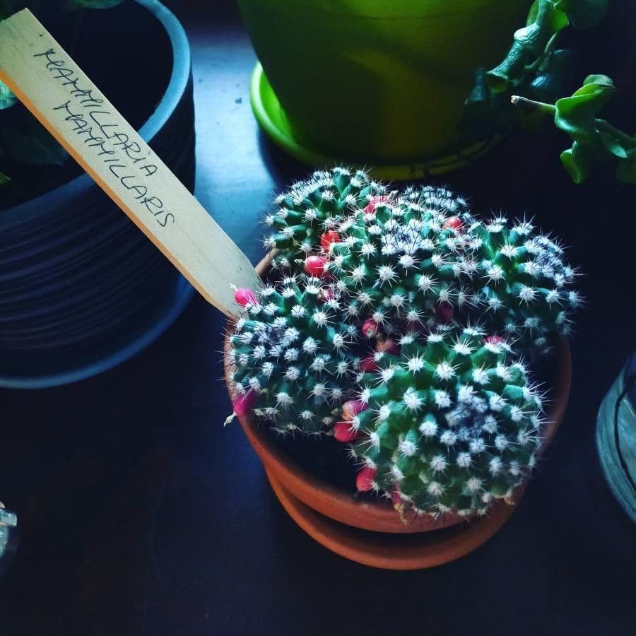 Cactus