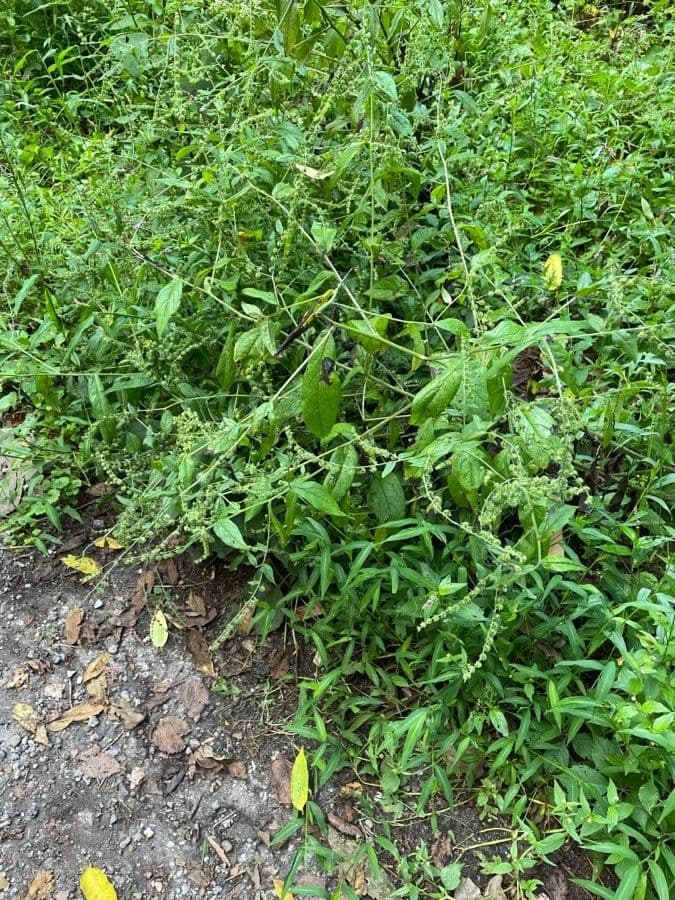 Hackelia virginiana 11