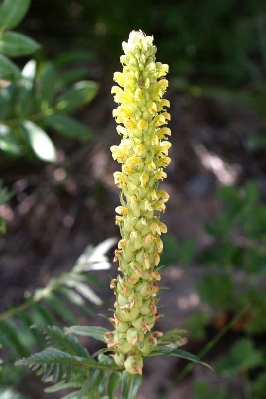 Pedicularis bracteosa 5