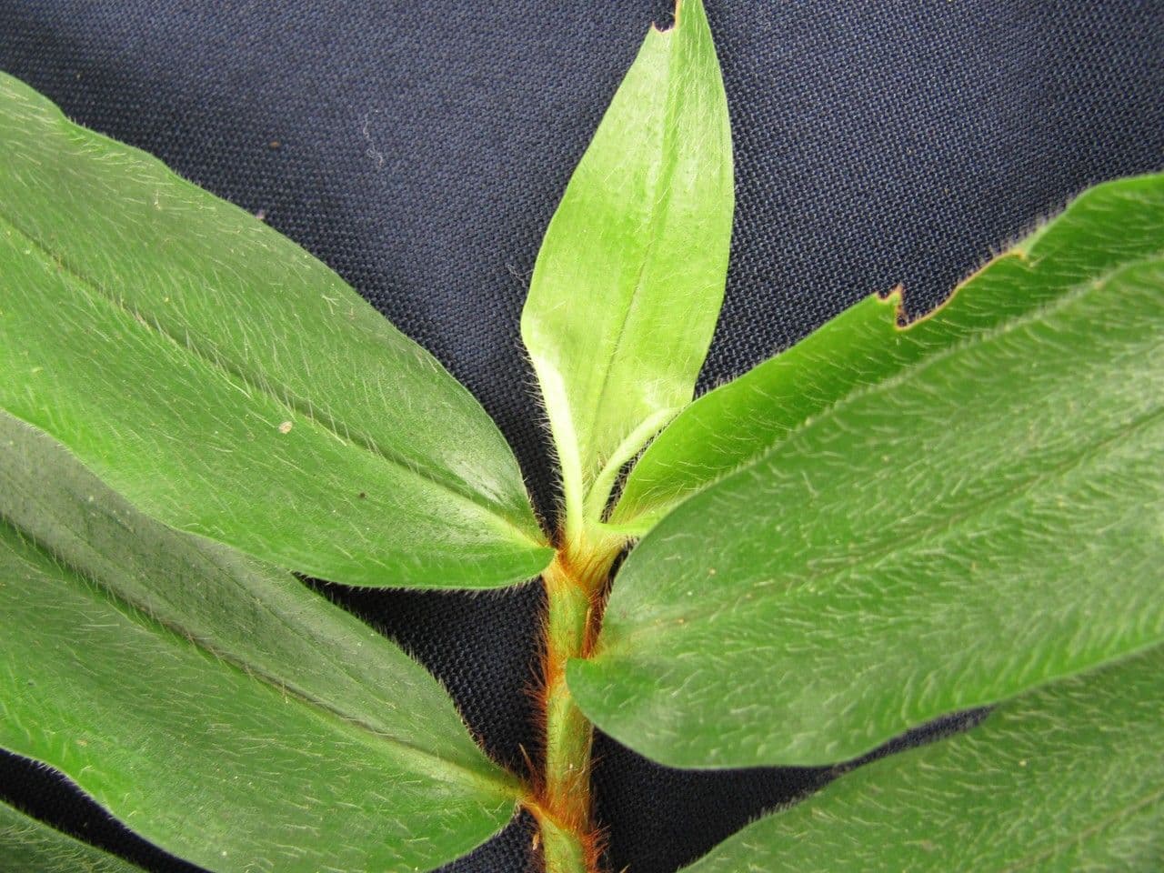 Cojite blanco 9