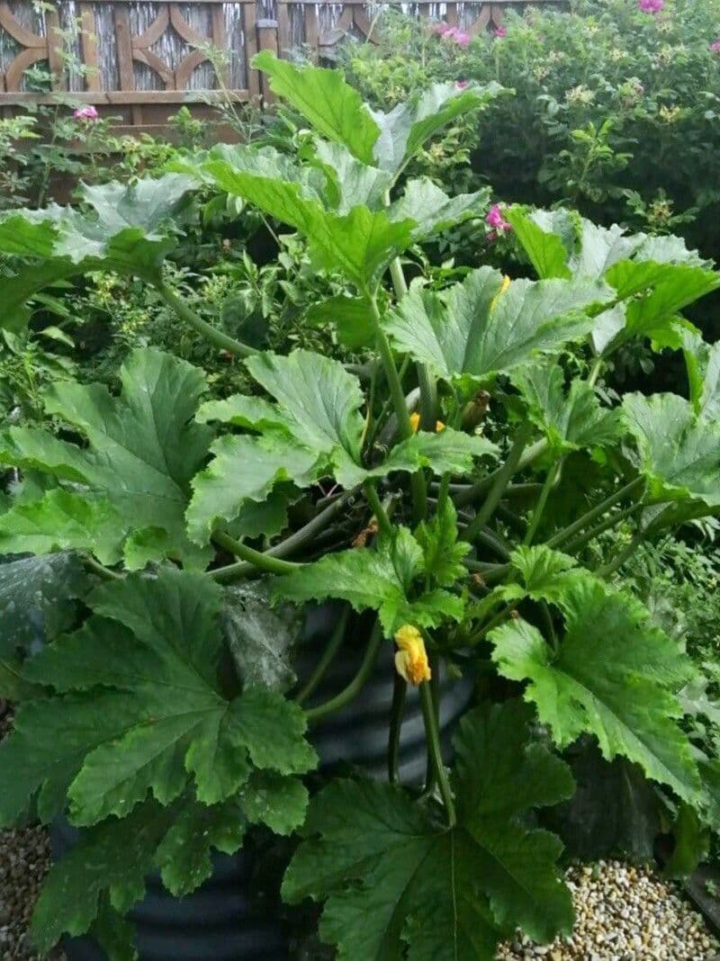 Bitter bottle gourd 14