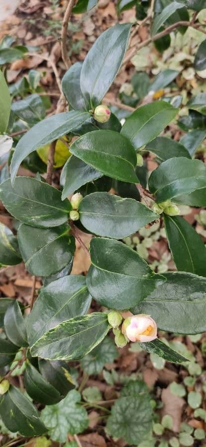 Camelia dello Yunnan 8