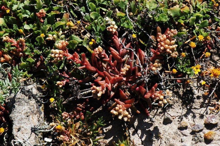 Dudleya 6