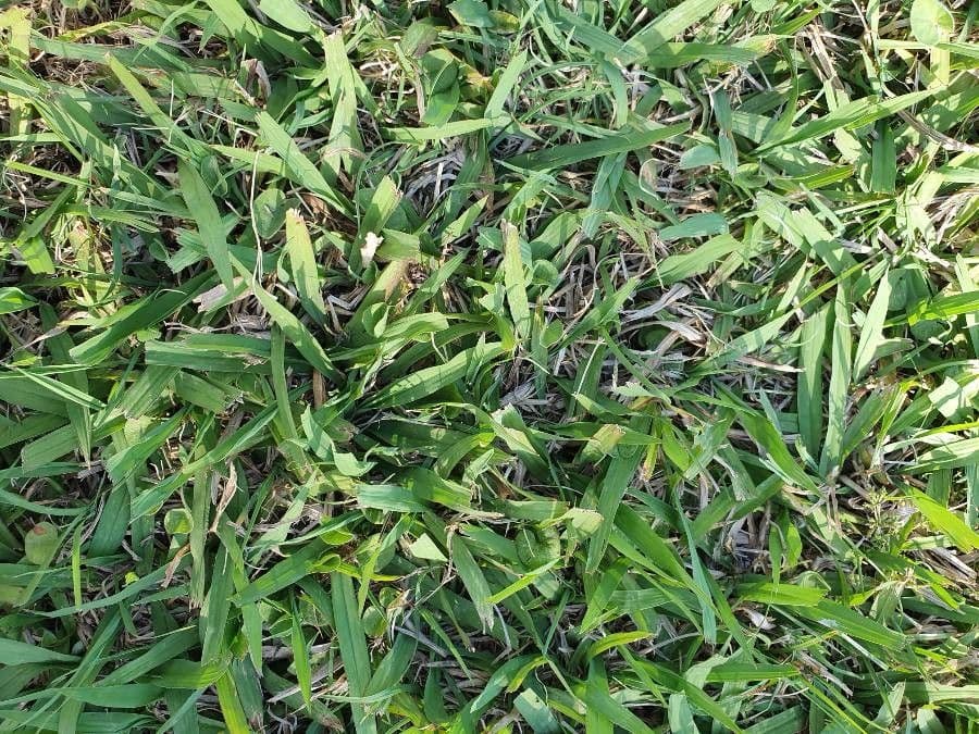 Paspalum setaceum 5