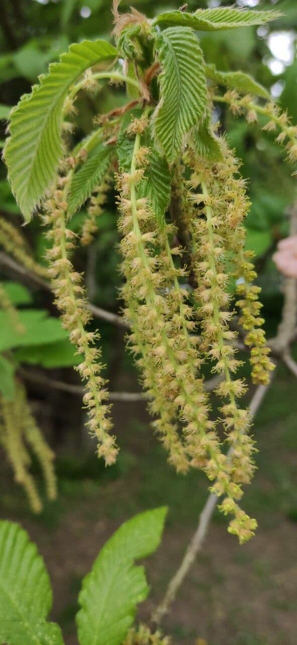 Quercia 3